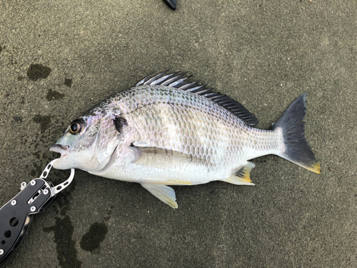 キビレの釣果