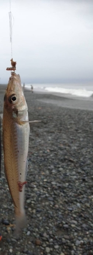 キスの釣果