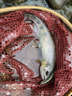 アマゴの釣果