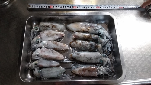 アオリイカの釣果