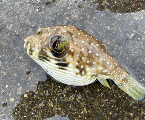 釣果