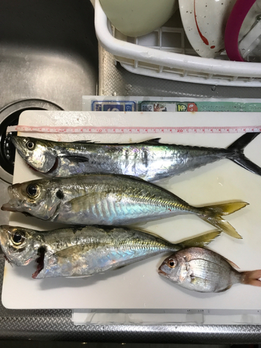 アジの釣果