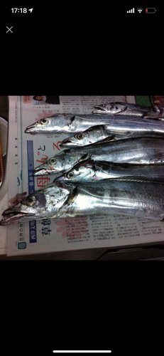 タチウオの釣果