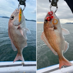 マダイの釣果