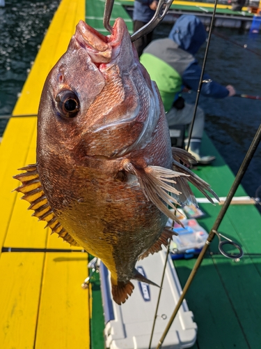 釣果