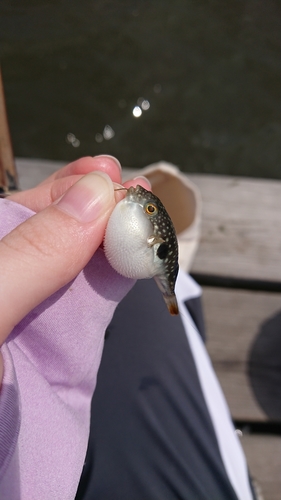 マハゼの釣果