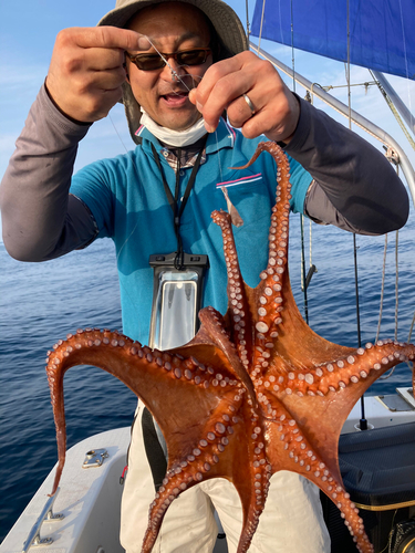 タコの釣果