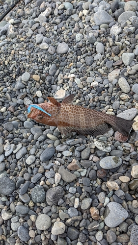 オオモンハタの釣果