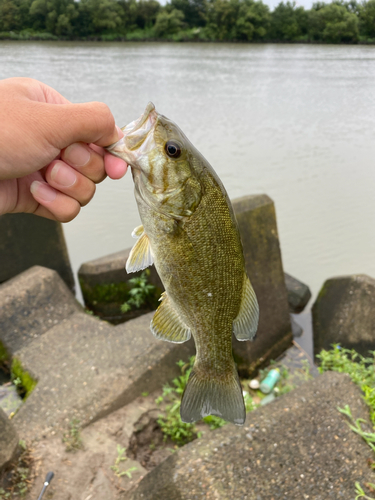 釣果