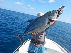 カスミアジの釣果