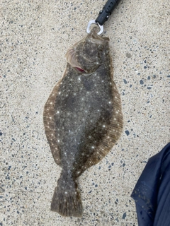 ヒラメの釣果