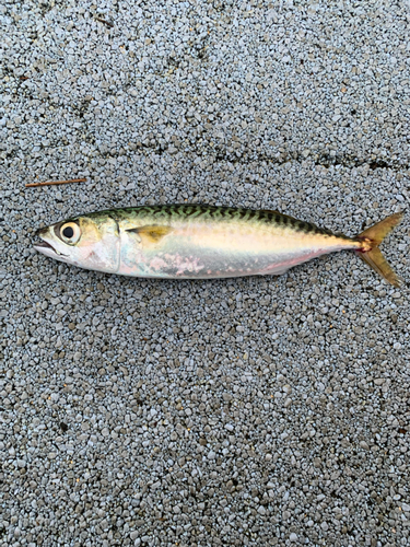 サバの釣果