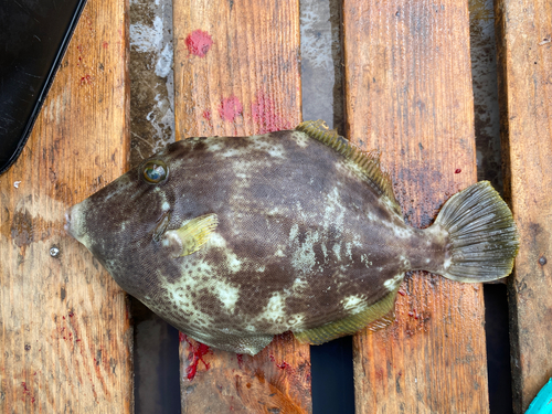 カワハギの釣果