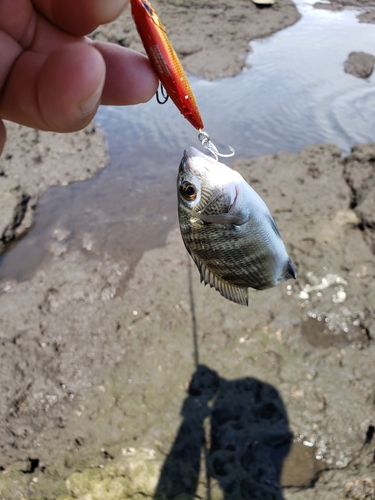 キビレの釣果