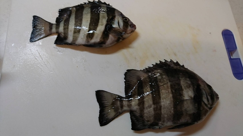 イシダイの釣果