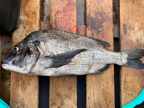 クロダイの釣果