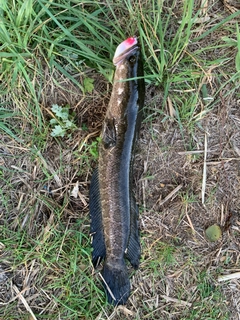 ライギョの釣果