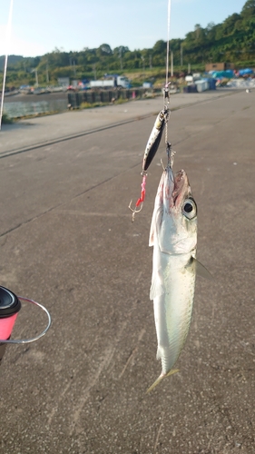 サバの釣果