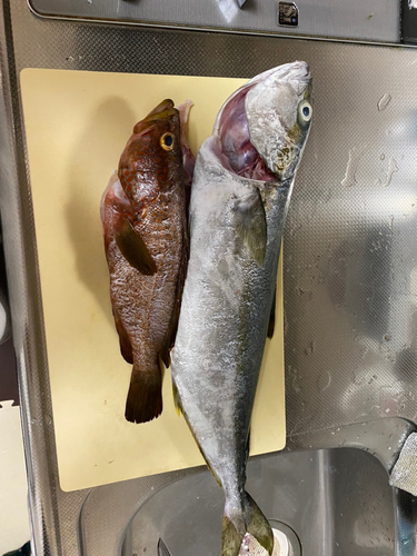 ヒラマサの釣果