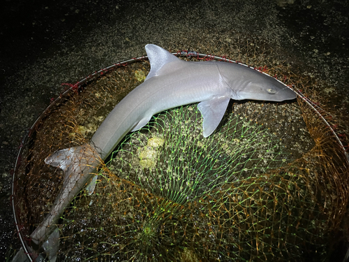 サメの釣果