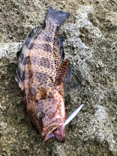 オオモンハタの釣果