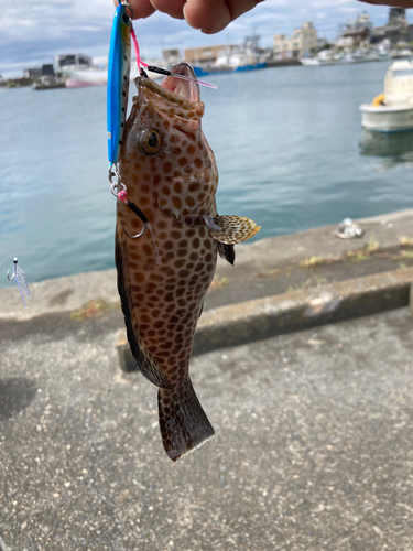 オオモンハタの釣果