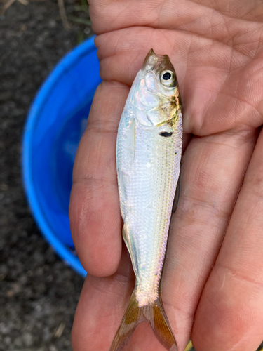 シンコの釣果