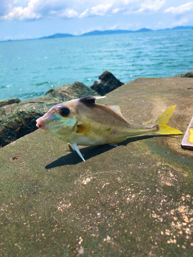 ギマの釣果