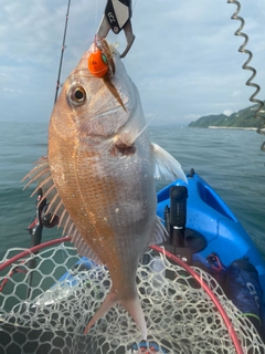 マダイの釣果