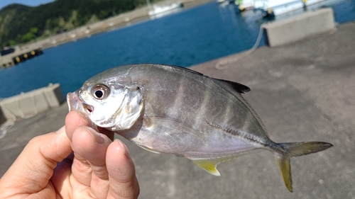 メッキの釣果