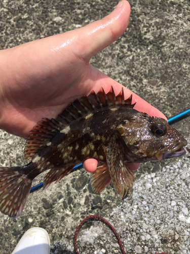 カサゴの釣果