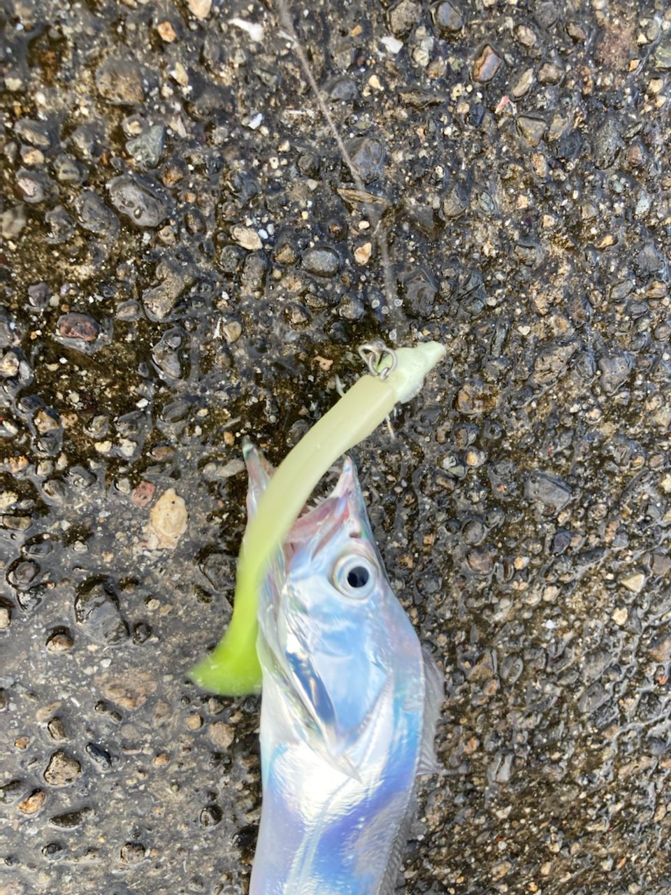 タチウオ