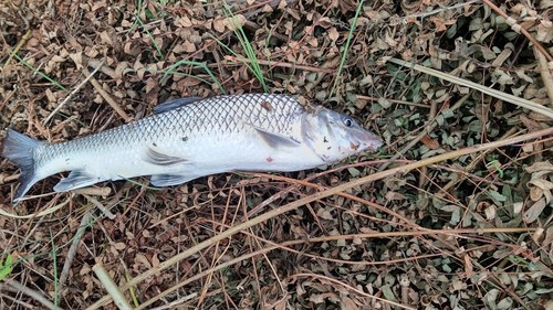 釣果