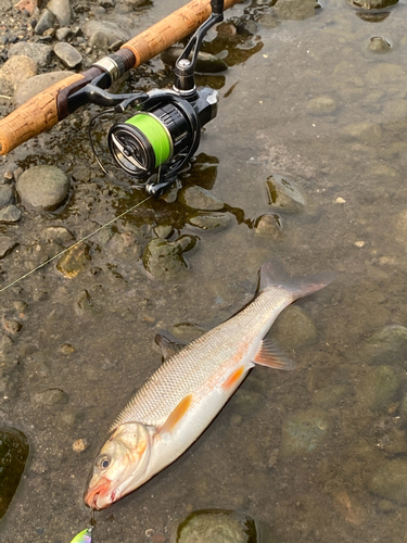 ウグイの釣果