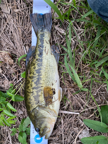 ブラックバスの釣果