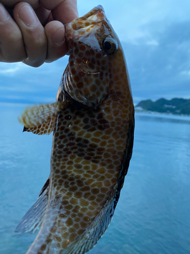 オオモンハタの釣果