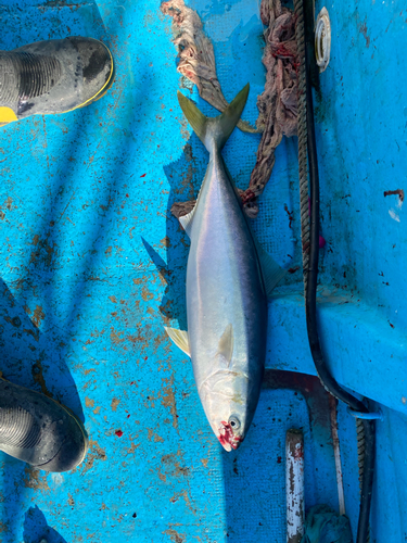 イナダの釣果