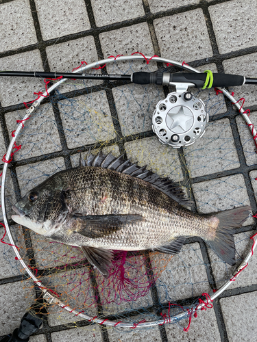 クロダイの釣果