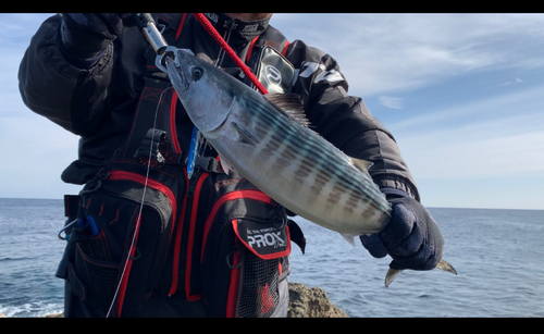 ハガツオの釣果