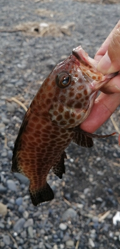 オオモンハタの釣果