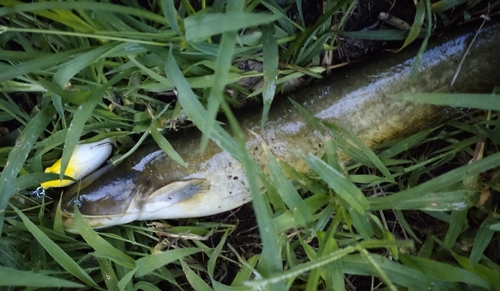 ニホンナマズの釣果