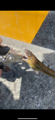 ホタテウミヘビの釣果