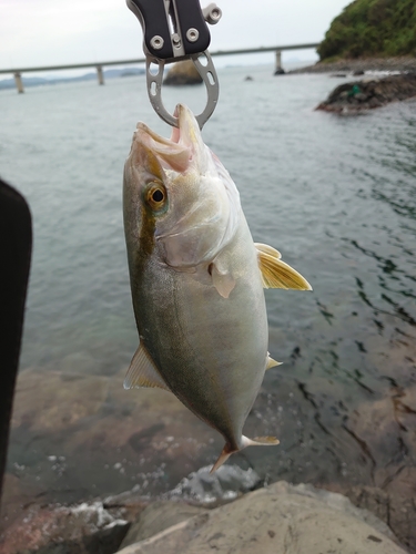 ショゴの釣果