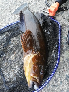 アイナメの釣果