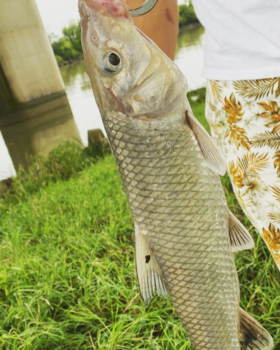 ニゴイの釣果