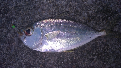 コバンヒイラギの釣果