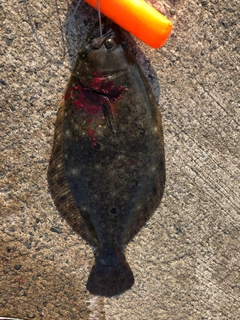 ヒラメの釣果