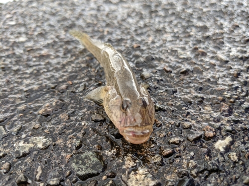 マハゼの釣果