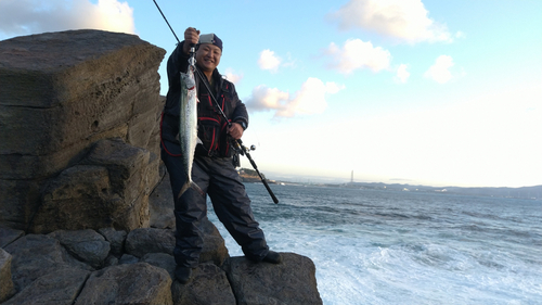 サワラの釣果