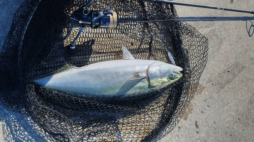 イナダの釣果